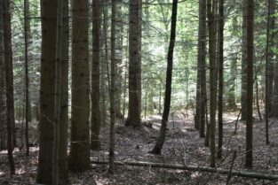 marsz_pamieci_2026_047