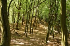 marsz_pamieci_2026_059