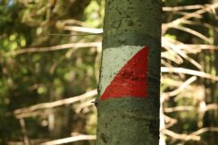 marsz_pamieci_2026_063