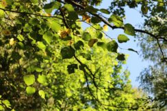 marsz_pamieci_2026_077