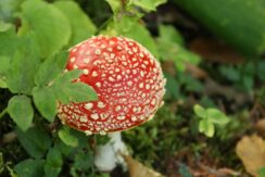 marsz_pamieci_2026_079