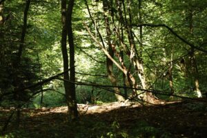 marsz_pamieci_2026_142